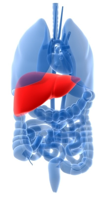 liver-human-organs